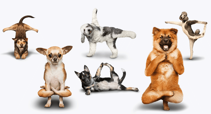 Dogs doing yoga.png